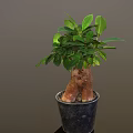 Lush Potted Bonsai Plant with Thick Trunk Exposed Roots and Green Leaves in Black Pot