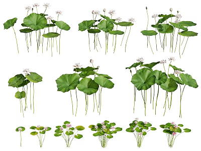 Beautiful Lotus Flowers With Green Leaves And White Blooms In Various Natural Poses 3d model