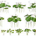 Beautiful Lotus Flowers With Green Leaves And White Blooms In Various Natural Poses
