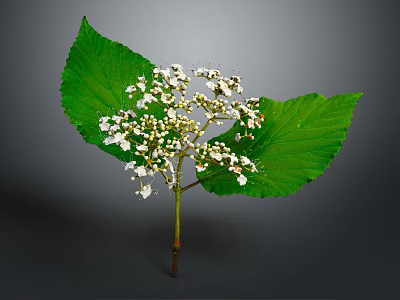 Vibrant Plant Featuring Large Green Leaves White Small Flowers And Unopened Buds On Gray Background 3d model