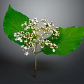 Vibrant Plant Featuring Large Green Leaves White Small Flowers And Unopened Buds On Gray Background