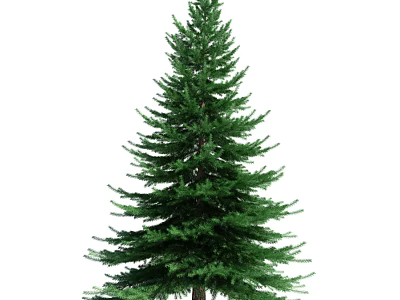 Tall Green Evergreen Tree With Lush Foliage Dense Branches And Straight Trunk 3d model