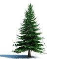 Tall Green Evergreen Tree With Lush Foliage Dense Branches And Straight Trunk