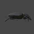 Black Shiny Beetle Insect With Oval Body And Long Legs