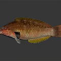 Vibrant Red Orange Fish With Shiny Scales And Unique Body Isolated On Dark Background