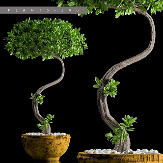 Modern Gardening Sits Miniature Plants Bonsai Plants Outdoor Plants 3d model