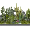 Various Cacti And Succulents Decorative Arrangement In Gray Tray With Small Stones And Moss