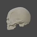 White Human Skull With Detailed Anatomical Structure Isolated On Gray