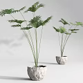 Bonsai Potted Plants with Lush Green Palm Leaves in Natural Stone Pots for Indoor Decor