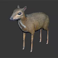 Muntjac Deer with Brown Gray Coat White Underbelly and Slender Legs Standing on Dark Background
