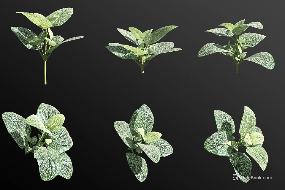 Green Leafy Plants With Textured Foliage Displayed In Different Angles 3d model