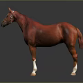 Chestnut Horse With White Legs And Hooves Wearing Bridle Isolated On Gray Background