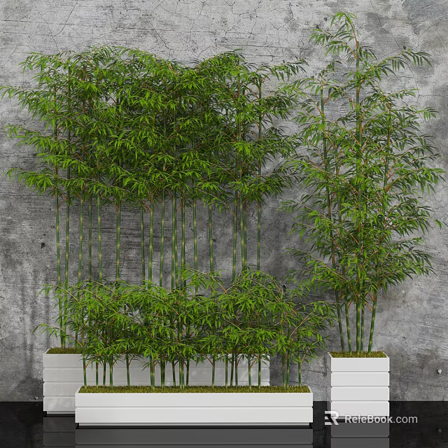 Lush Green Tall And Short Bamboo Plants In White Planters With Gray Wall 3d model 