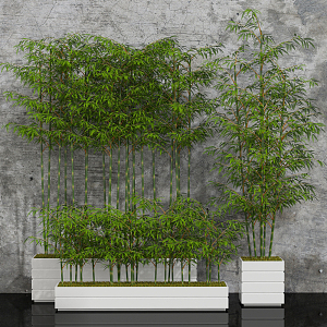 Modern Bamboo Plant Collection 3d model