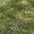 Lush Green Grassland With Diverse Low Growing Plants And Natural Greenery