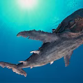 Giant Shark Swimming in Blue Ocean Water With Sunlight and Open Mouth