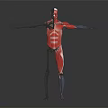 3D Rendered Human Skeletal Muscle Anatomical Model Medical Device for Education
