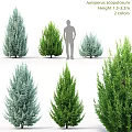 Assorted Colorful Evergreen Plant Ornaments with Size Variation for Home Decor