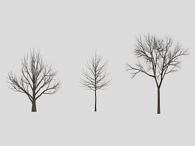 Three Tall Leafless Trees with Bare Branches Standing Against Gray Background 3d model