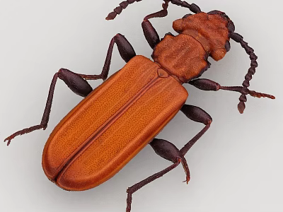 Brown Beetle With Hard Shell Antennae And Legs On White Background 3d model