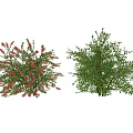 Decorative Shrubs With Red Flowers And Green Foliage For Home Garden Decor