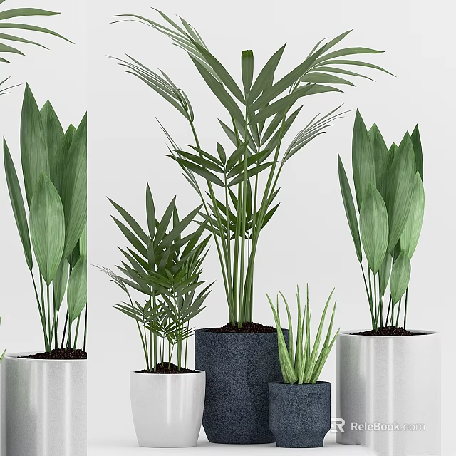 Decorative Indoor Potted Plants With Green Leaves In White And Gray Ceramic Pots 3d model 
