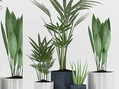 Decorative Indoor Potted Plants With Green Leaves In White And Gray Ceramic Pots 3d model