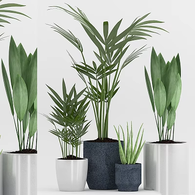 Decorative Indoor Potted Plants With Green Leaves In White And Gray Ceramic Pots 3d model
