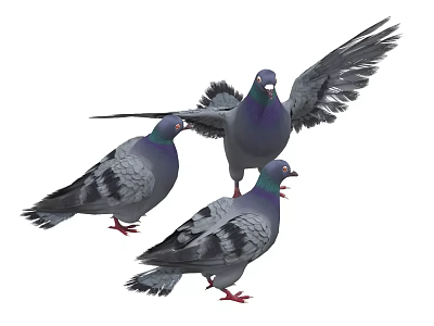 Three Pigeons With One Spreading Wings And Two Standing On White Background 3d model