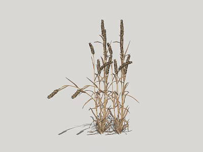 Dried Grass Plants With Tall Stems And Wispy Seed Heads Natural Texture 3d model