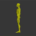 Detailed Human Organ Anatomy 3D Model Showing Muscular And Skeletal Structure