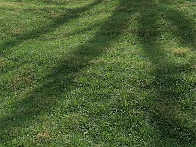 Lush Green Grass Field With Natural Tree Shadows In Sunlight 3d model