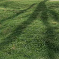 Lush Green Grass Field With Natural Tree Shadows In Sunlight