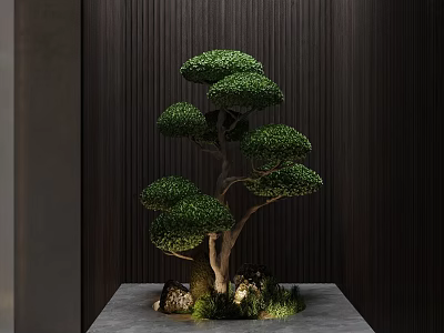 Unique Pruned Tree With Round Green Canopy On Gray Platform Dark Vertical Striped Wall 3d model