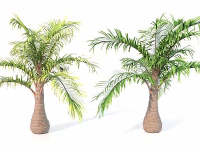 Healthy Palm Shrubs With Green Leaves And Brown Trunks On White Background 3d model