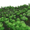 Green Trees Arranged on Terraced Hillside with Lush Vegetation Growth