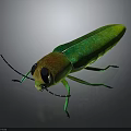Realistic Green Insect 3D Model Featuring Orange Body Large Eyes Antennae And Long Legs