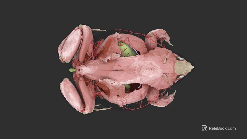 3D Rendered Anatomical Structure Showing Muscle Vessels And Internal Organs 3d model 
