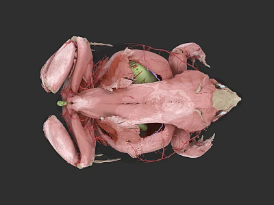 3D Rendered Anatomical Structure Showing Muscle Vessels And Internal Organs 3d model