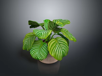 Lush Indoor Plant with Green and White Striped Leaves in Light Ceramic Pot for Home Decor 3d model