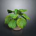 Lush Indoor Plant with Green and White Striped Leaves in Light Ceramic Pot for Home Decor
