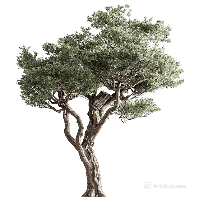 Mature Arbor Featuring Gnarled Trunk Spreading Branches and Vibrant Green Leaves 3d model 