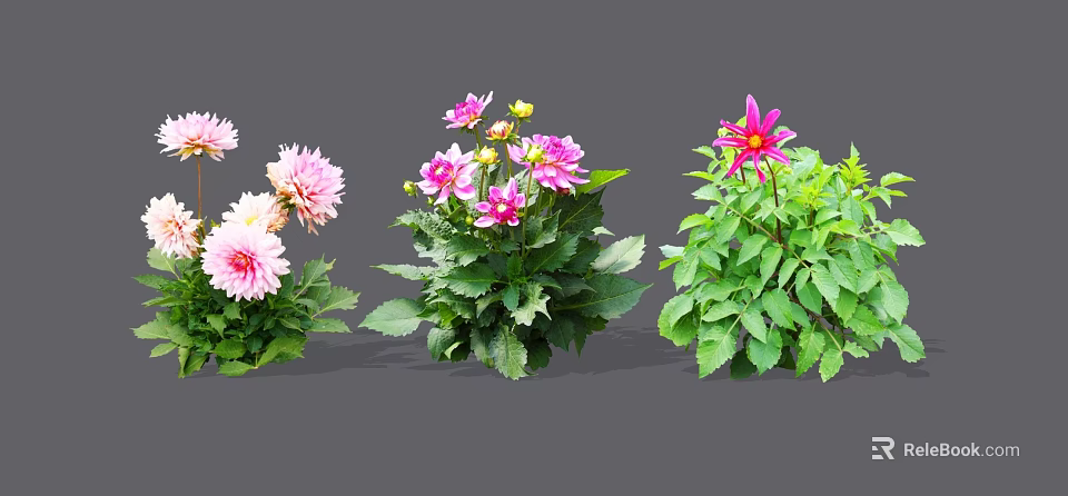 Vibrant Garden Flowers With Pink Purple Blooms And Lush Green Leaves 3d model 