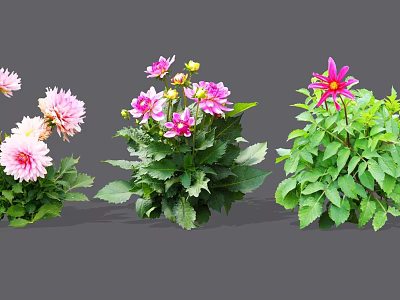 Vibrant Garden Flowers With Pink Purple Blooms And Lush Green Leaves 3d model