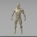 3D Rendered Muscular Human Figure White Anatomical Model Standing Pose