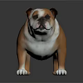 Adorable Brown and White English Bulldog Standing with Stocky Body and Wrinkled Face