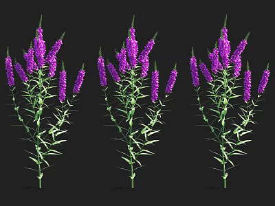 Three Purple Flowering Aquatic Plants with Green Stems and Leaves Arranged 3d model