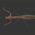 Modern mantis knife insect 3d model