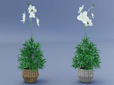 Two Decorative Bonsai Potted Plants With White Flowers And Green Foliage In Wicker Baskets 3d model