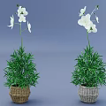 Two Decorative Bonsai Potted Plants With White Flowers And Green Foliage In Wicker Baskets